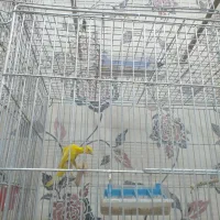 یک جفت قناری ژیلور