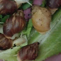 تعداد سی و خورده ای حلزون