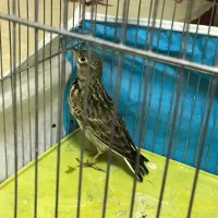 سهره خاکی یا طوقه|پرنده|خوی, |دیوار