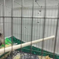 یک جفت نر ماده