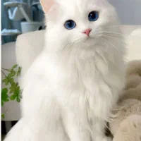 گربه سفید بازیگوش دستی نر