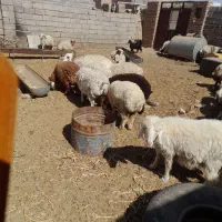 بره ماده و میش|حیوانات مزرعه|بیرجند, |دیوار
