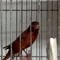 قناری بخون سرخ