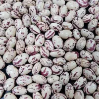 لوبیا چیتی خوشپخت امسال تضمینی