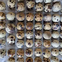 تخم نطفه دار بلدرچین در باغبادران