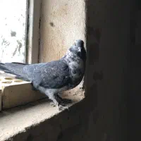 کبوتر نر قاره پرشی