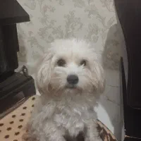 سگ شیتزو تریر|سگ|اردبیل, |دیوار