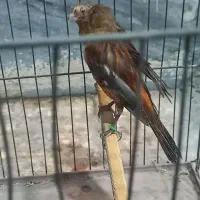 مادهای سرخ قناری