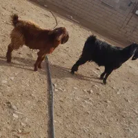 بز‌‌و‌بزغاله