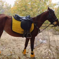 فروش اسب کهر نژاد کرد|اسب و تجهیزات اسبسواری|مراغه, |دیوار