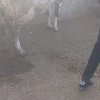 گاو با گوساله ماده ۳۵کلیوشیر