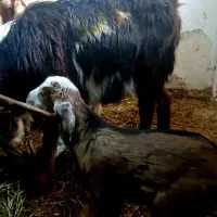 بز جوان با بزغاله|حیوانات مزرعه|انزل, |دیوار