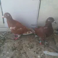 دوتا کبوتر گرفتنی پرشی