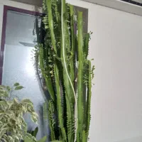 گل اپارتمانی|گل و گیاه طبیعی|خرمدره, |دیوار