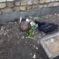 پرنده