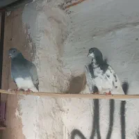 کفتر شهری سبز|پرنده|خشت, |دیوار