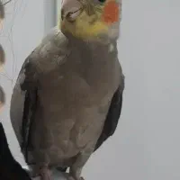 دروازه گم شده.عروس هلندی|حیوانات|شوشتر, |دیوار