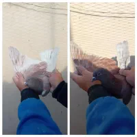 کفتر کبوتر پرشی|پرنده|تهران, وصفنارد|دیوار