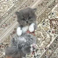 گربه پرشین،اسکاتیش،بریتیش|گربه|اراک, |دیوار