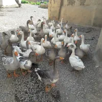 غاز غازجوان غاز گوشتی غاز محلی غازچاق قاز|حیوانات مزرعه|همدان, |دیوار