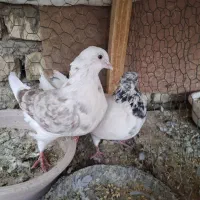 کفتر پرشی|پرنده|اصفهان, دستگرده|دیوار