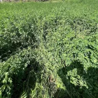 یونجه،گاو و گوسفند، خشک  درجه یک ، زیرقیمت،