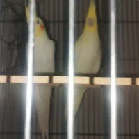 عروس هلندی جفت