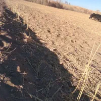 کاه گندم دیم