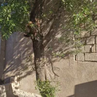 مورت و پالت|خدمات باغبانی و درختکاری|امیدیه, |دیوار