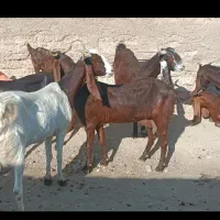 فروش بز و کهره