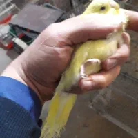 طوطی برزیلی|پرنده|زنجان, |دیوار