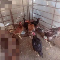 مرغ و خروس لاری اصیل|حیوانات مزرعه|مینودشت, |دیوار