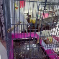 عروس هلندی|پرنده|شهریار, شهریار|دیوار