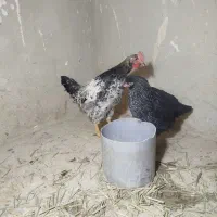 یک جفت مرغ خروس محلی