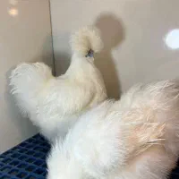 جوجه ابریشمی
