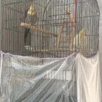 عروس هلندی جفت مفت