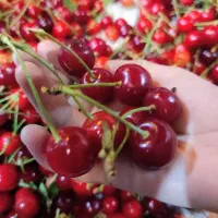 فروش البالو پیوند