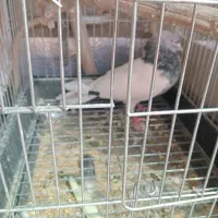 کبوتر   اس  برای جفتگاه