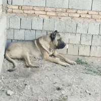 سگ ایرانی|سگ|ملکان, |دیوار