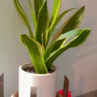 گل ها|گل و گیاه طبیعی|سنندج, |دیوار