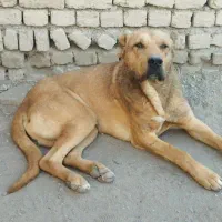 سرابی|سگ|ملایر, |دیوار