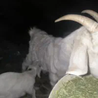 نان خشک گوسفندی  دام دار م