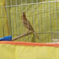 ۲قناری نر دارچین سرخ|پرنده|کرمان, |دیوار