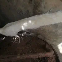 طاووس|پرنده|مشهد, آبکوه|دیوار