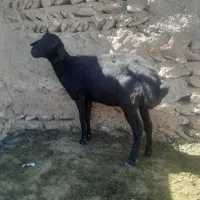 بره ماده قره قزل لخت آبستن