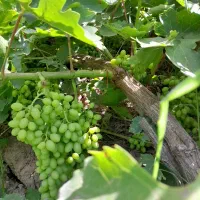 قلمه انگور|خوردنی و آشامیدنی|مشهد, فرخد|دیوار