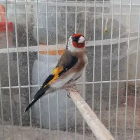 سهره معاوضه با قناری|پرنده|قوچان, |دیوار