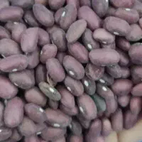 لوبیا قرمز و سفید درج یک برداشت امسال الیگودرز