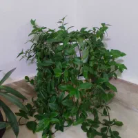 گل طبیعی و شاداب با قیمت خیلی مناسب|گل و گیاه طبیعی|شیروان (خراسان), |دیوار