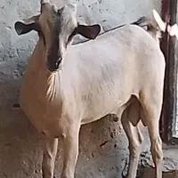 کهره نری صومال اصل